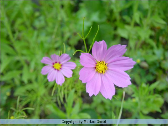 DSC00640.JPG