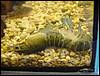 DSC00195.JPG