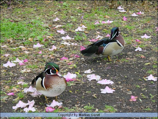 DSC00394.JPG