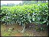 DSC00704.JPG