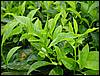 DSC00706.JPG